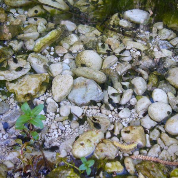 I nuovi nati - vallone Santo Spirito a Maiella (zona San Bartolomeo) Di Roccamorice (PE) - Irene Di Mascio